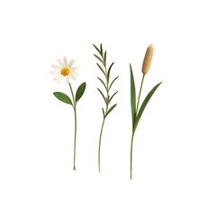 Collection image for: Musk